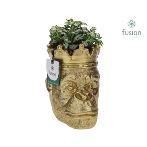 Polystone Gorilla goud met Fittonia