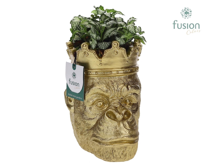 <h4>Polystone Gorilla goud met Fittonia</h4>