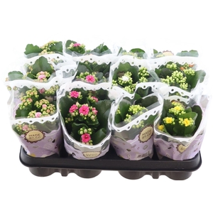 Kalanchoe Double Mix