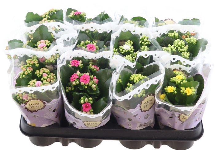 <h4>Kalanchoe Double Mix</h4>