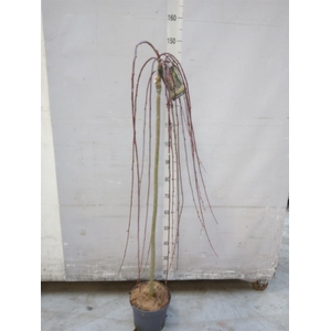 Salix caprea 'Kilmarnock'