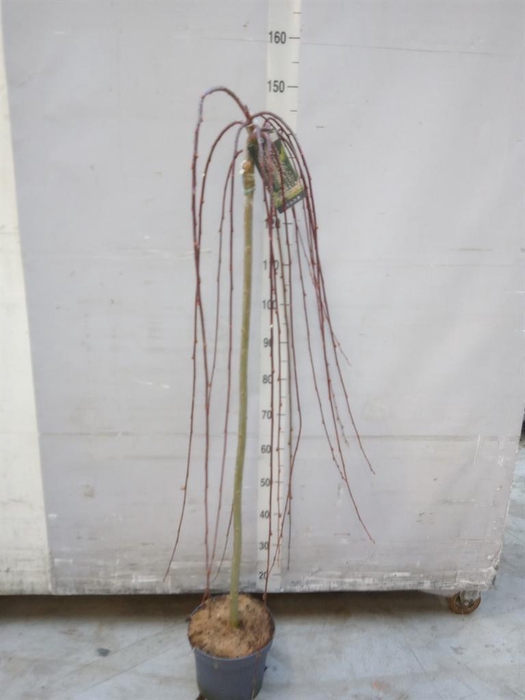 <h4>Salix caprea 'Kilmarnock'</h4>