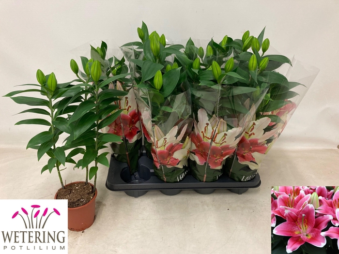 <h4>LIL OR SUNNY ROBYN</h4>