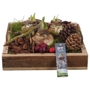 Arr.  Hippeastrum  H%