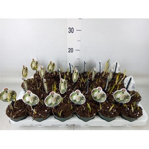 Fritillaria meleagris