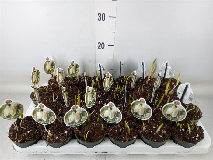 <h4>Fritillaria meleagris</h4>