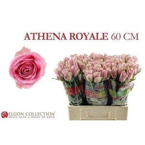 R Gr Athena Royale