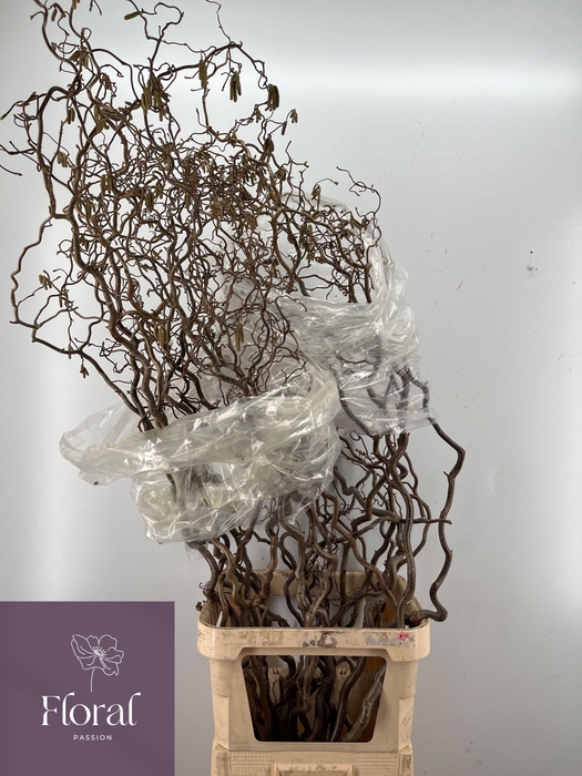 <h4>CORYL AV CONTORTA</h4>