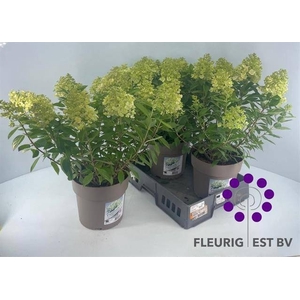 HYDR PA PANFLORA