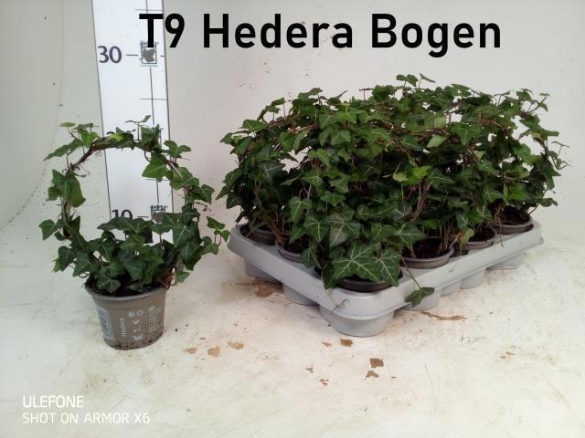 <h4>HED HE OV GROEN</h4>