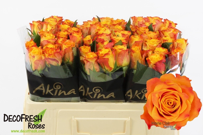 <h4>R Gr Marie Claire</h4>