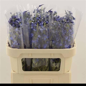 DELPH EN DELDON BLUE