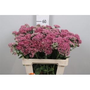 Sedum T Mun D Red