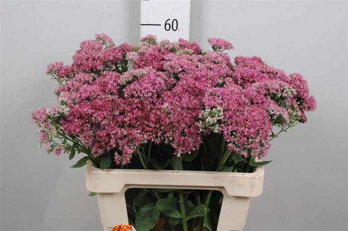 <h4>Sedum T Mun D Red</h4>