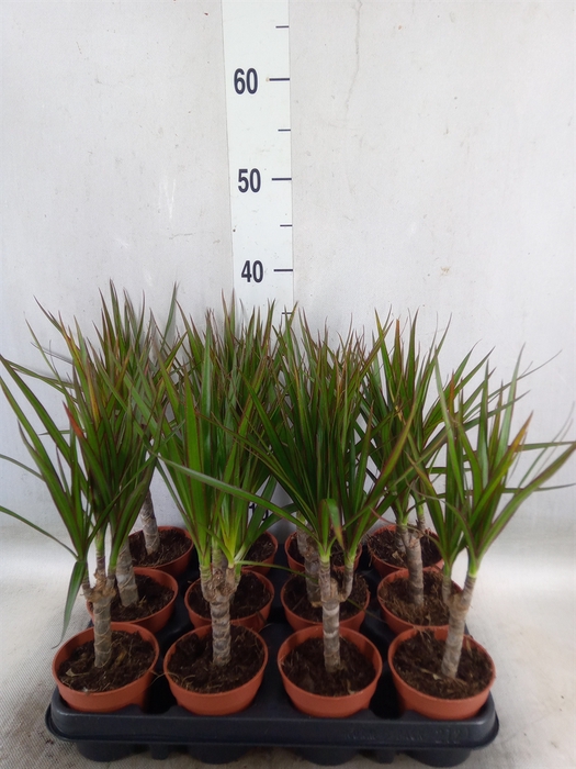 <h4>Dracaena marg.</h4>