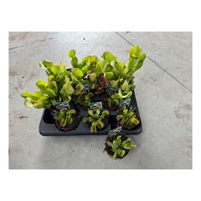 <h4>VLEESETENDE PLANTEN</h4>