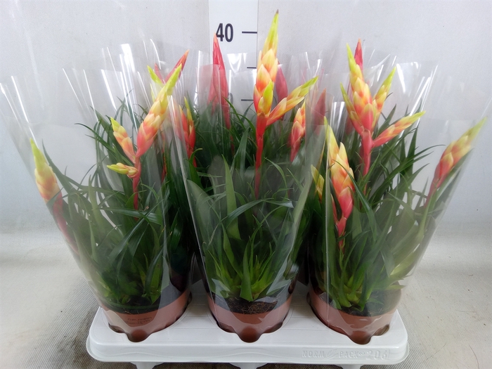 <h4>Vriesea  MF   ...mix 2</h4>