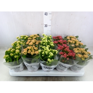 Kalanchoe blos.   ..rosebud mix  5