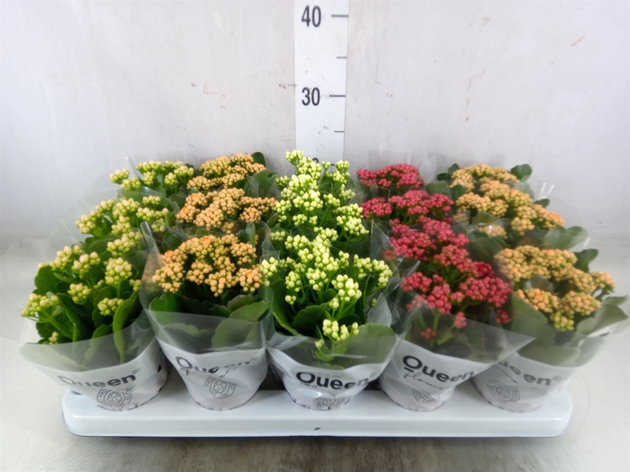 <h4>Kalanchoe blos.   ..rosebud mix  5</h4>