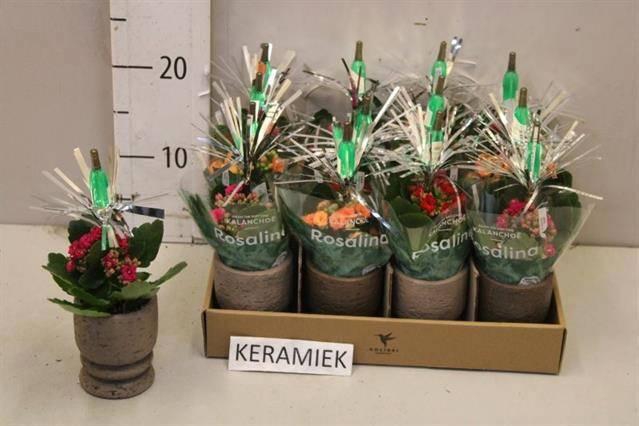 <h4>ARR KALANCHOE</h4>