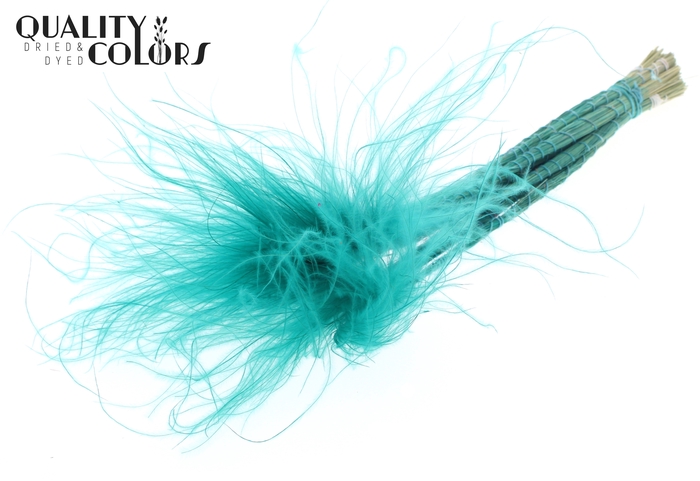 <h4>Stypha Penata 10 tufts per bunch Turquoise</h4>