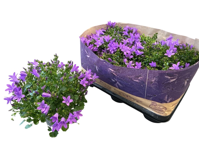 <h4>CAMP POR BLUEONE</h4>