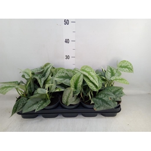 Scindapsus pictus 'Trebie'