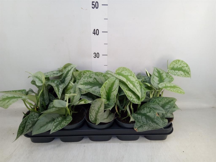 <h4>Scindapsus pictus 'Trebie'</h4>