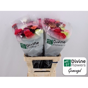 Di St Rainbow Mix ZW