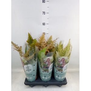 Dryopteris erythrosora