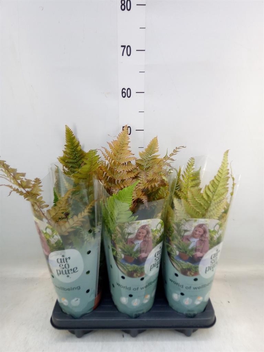 <h4>Dryopteris erythrosora</h4>