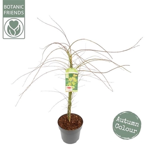 Acer palm. 'Emerald Lace'