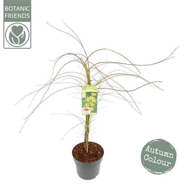 <h4>Acer palm. 'Emerald Lace'</h4>