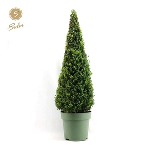 Buxus semp. Pyramid 90-100cm