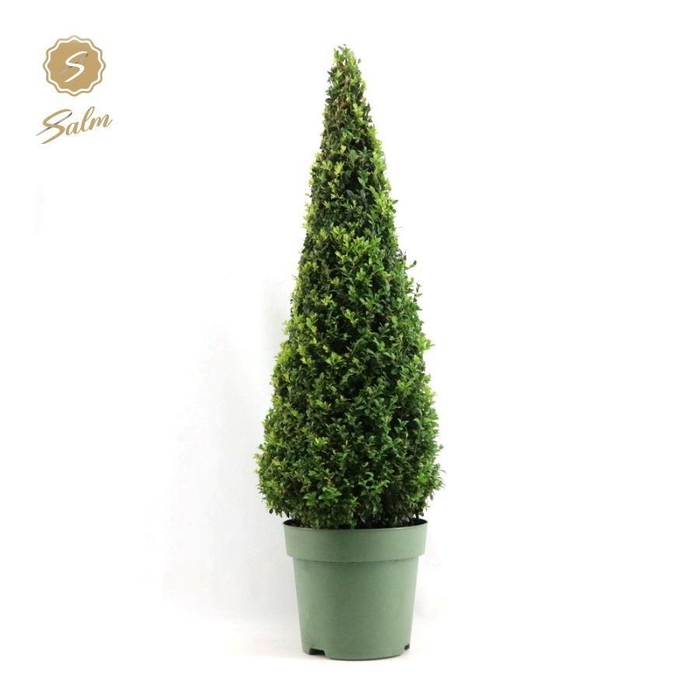 <h4>Buxus semp. Pyramid 90-100cm</h4>