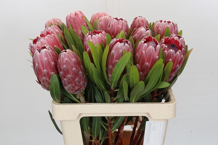 <h4>Protea Pink Ice</h4>