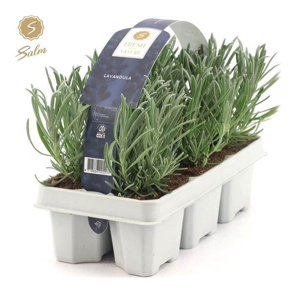 <h4>Lavandula 6-Pack</h4>