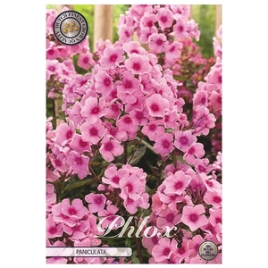 Phlox Pink x1 l