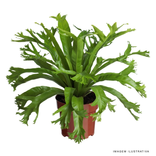 ASPLENIUM CRISSIE P15