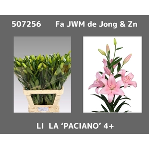 LI LA PACIANO