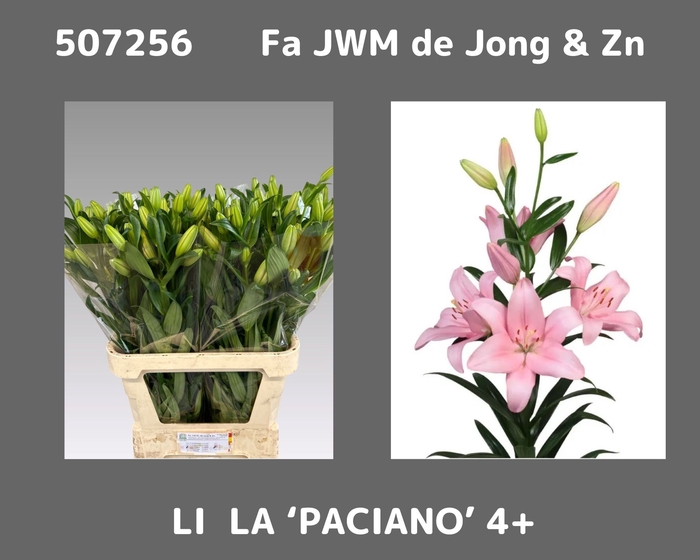<h4>LI LA PACIANO</h4>