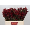 Leucadendron Blush Spray