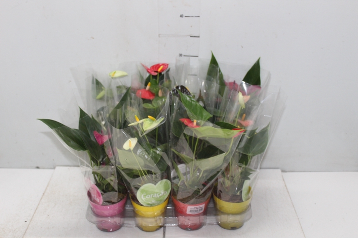 <h4>ANTHURIUM VARIADO P09</h4>