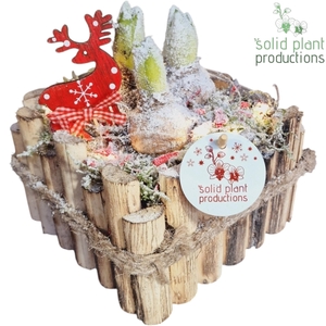 HXH004 Verona Small Hyacint +LED