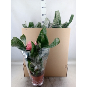 Aechmea fasciata 'Primera'