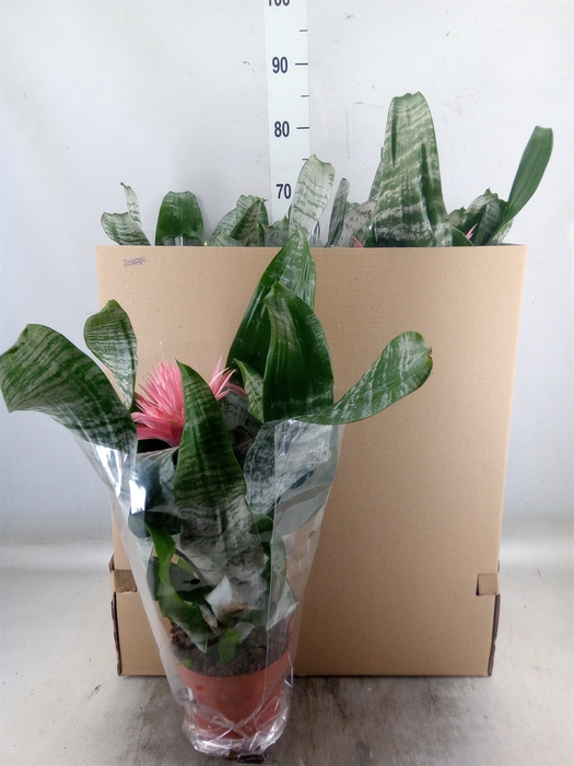 <h4>Aechmea fasciata 'Primera'</h4>
