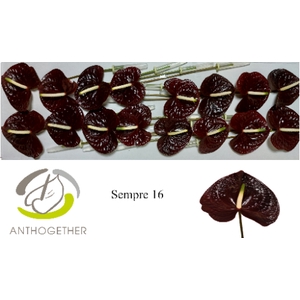 Anthurium Andreanum Grp Sempre