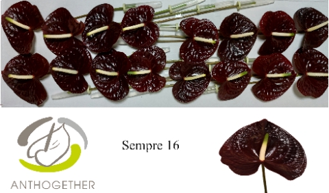 <h4>Anthurium Andreanum Grp Sempre</h4>