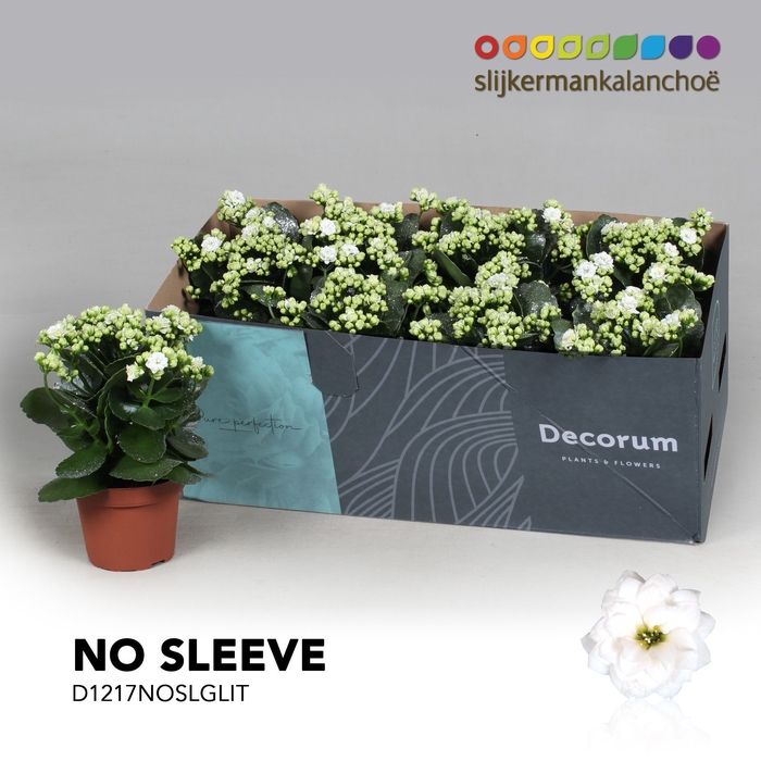 Kalanchoe No Sleeve - White with glitter - kerst