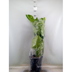 Monstera delic.